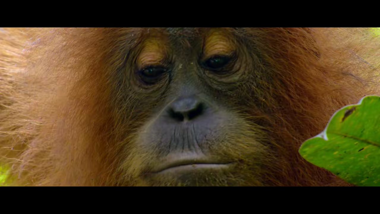Secret Lives of Orangutans (2024) NF WEB-DL Hindi + English 720p 10bit HEVC DDP 5.1 MSub.mkv.0006